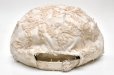 画像4: Nine Tailor　" Wabiske Cap "　col.Ivory×Ivory (4)
